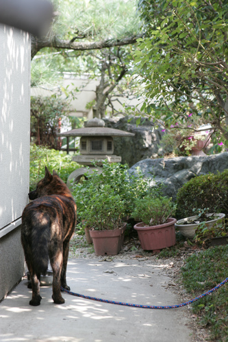 「たたみハウスの壁」畳ハウスの施工事例写真
