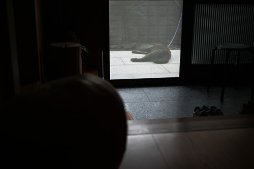 「たたみハウスの壁」畳ハウスの施工事例写真